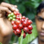Indian coffee