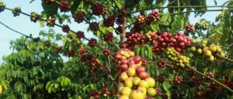 Coffee tree in nature. Ethiopian Harar variety, Arabica 