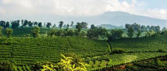 Coffee plantations of Costa Rica