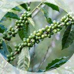 Green coffee bean oil in cosmetology
