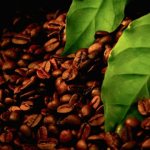 Растет ли кофе в Турции
