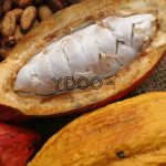 Fresh and processed cocoa beans on the table